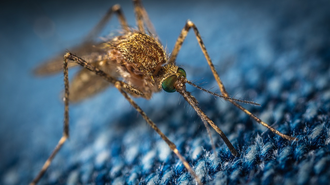 Jak chronić się przed insektami? Skuteczne metody na odstraszacze komarów