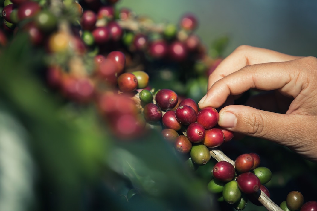 Jak różne regiony wpływają na smak i aromat twojej ulubionej kawy?